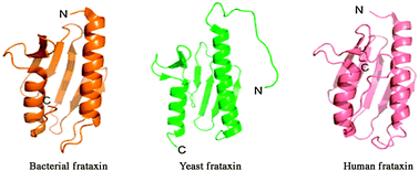 Graphical abstract: The kinetics of folding of frataxin