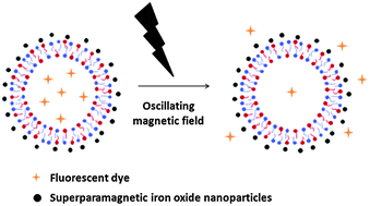 Graphical abstract: Surface decoration of catanionic vesicles with superparamagnetic iron oxide nanoparticles: a model system for triggered release under moderate temperature conditions
