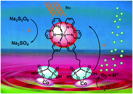 Graphical abstract: A Ru–Co hybrid material based on a molecular photosensitizer and a heterogeneous catalyst for light-driven water oxidation