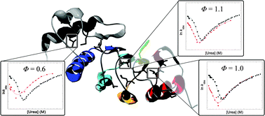Graphical abstract: Diffuse transition state structure for the unfolding of a leucine-rich repeat protein
