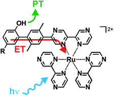 Graphical abstract: Long-range proton-coupled electron transfer in phenol–Ru(2,2′-bipyrazine)32+ dyads