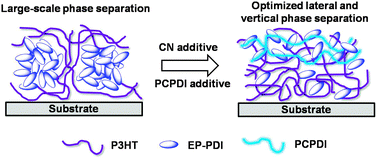 Graphical abstract: Cooperative effects of solvent and polymer acceptor co-additives in P3HT:PDI solar cells: simultaneous optimization in lateral and vertical phase separation