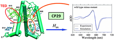 Graphical abstract: Towards a structure-based exciton Hamiltonian for the CP29 antenna of photosystem II