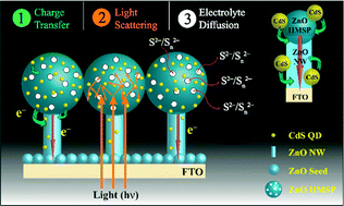 Graphical abstract: Enhanced photovoltaic performance utilizing effective charge transfers and light scattering effects by the combination of mesoporous, hollow 3D-ZnO along with 1D-ZnO in CdS quantum dot sensitized solar cells