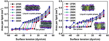 Graphical abstract: Surface tension effects on the phase transition of a DPPC bilayer with and without protein: a molecular dynamics simulation