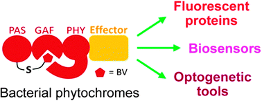 Graphical abstract: Engineering of bacterial phytochromes for near-infrared imaging, sensing, and light-control in mammals