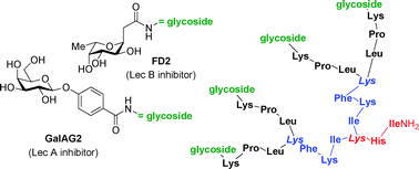 Graphical abstract: Glycopeptide dendrimers as Pseudomonas aeruginosa biofilm inhibitors