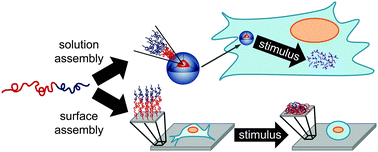 Graphical abstract: Stimuli-responsive copolymer solution and surface assemblies for biomedical applications