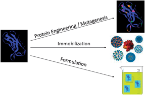 Graphical abstract: Stabilizing biocatalysts