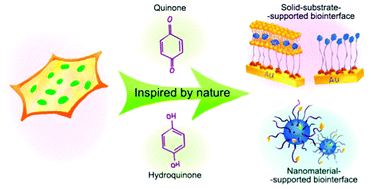 Graphical abstract: Quinone/hydroquinone-functionalized biointerfaces for biological applications from the macro- to nano-scale