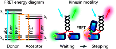 Graphical abstract: Förster resonance energy transfer and kinesin motor proteins