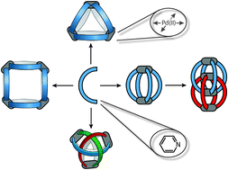 Graphical abstract: Self-assembled coordination cages based on banana-shaped ligands