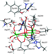 Graphical abstract: Theoretical insight in to hydrogen-bonding networks and proton wire for the CaMn4O5 cluster of photosystem II. Elongation of Mn–Mn distances with hydrogen bonds
