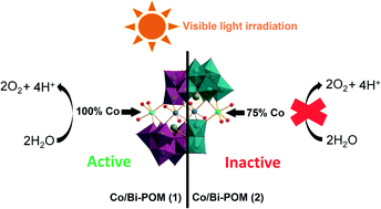 Graphical abstract: Photocatalytic water oxidation with cobalt-containing tungstobismutates: tuning the metal core