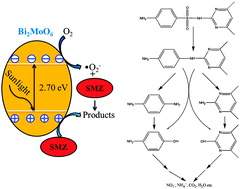 Graphical abstract: Photodegradation of sulfamethazine in an aqueous solution by a bismuth molybdate photocatalyst