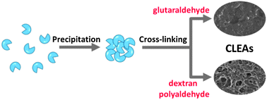 Graphical abstract: Preparation of β-mannanase CLEAs using macromolecular cross-linkers
