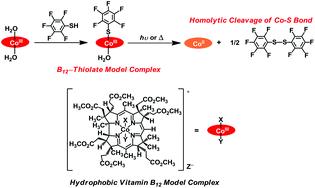 Graphical abstract: Synthesis, characterization, Co–S bond reactivity of a vitamin B12 model complex having pentafluorophenylthiolate as an axial ligand