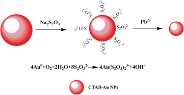 Graphical abstract: The colorimetric detection of Pb2+ by using sodium thiosulfate and hexadecyl trimethyl ammonium bromide modified gold nanoparticles