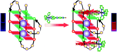 Graphical abstract: [Ru(bpy)2dppz-idzo]2+: a colorimetric molecular “light switch” and powerful stabilizer for G-quadruplex DNA