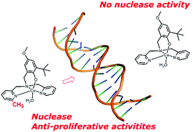 Graphical abstract: Nuclease and anti-proliferative activities of copper(ii) complexes of N3O tripodal ligands involving a sterically hindered phenolate