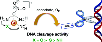 Graphical abstract: Straightforward approach to efficient oxidative DNA cleaving agents based on Cu(ii) complexes of heterosubstituted cyclens