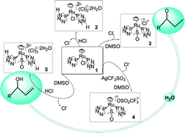 Graphical abstract: Catalytic isomerization of allylic alcohols in water by [RuClCp(PTA)2], [RuClCp(HPTA)2]Cl2·2H2O, [RuCp(DMSO-κS)(PTA)2]Cl, [RuCp(DMSO-κS)(PTA)2](OSO2CF3) and [RuCp(DMSO-κS)(HPTA)2]Cl3·2H2O