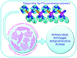 Graphical abstract: New water-soluble polypyridine silver(i) derivatives of 1,3,5-triaza-7-phosphaadamantane (PTA) with significant antimicrobial and antiproliferative activities