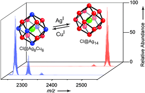 Graphical abstract: Halide-ion-templated Ag8Cu6 rhombic dodecahedrons: synthesis, structure and reactivity of [Ag8Cu6(C [[triple bond, length as m-dash]] CtBu)12X]BF4 (X = Cl, Br)
