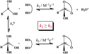 Graphical abstract: Relative kinetic reactivity of boronic acid and boronate ion towards Tiron, 2,2′-biphenol, and propylene glycol