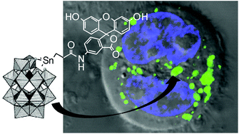 Graphical abstract: Synthesis, characterization and bioimaging of fluorescent labeled polyoxometalates