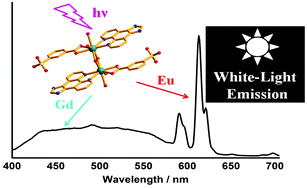 Graphical abstract: White light emission of an Eu(iii)-doped Gd(iii) complex with 3-sulfobenzoate and 1H-imidazo[4,5-f][1,10]-phenanthroline