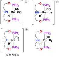 Graphical abstract: Synthesis and reactivity of ruthenium tridentate bis-phosphinite ligand complexes