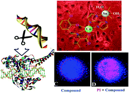 Graphical abstract: Chiral heterobimetallic complexes targeting human DNA-topoisomerase Iα