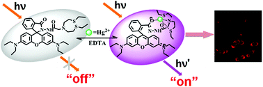 Graphical abstract: A rhodamine-based fluorescent probe for detecting Hg2+ in a fully aqueous environment