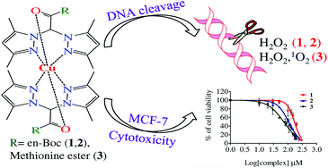 Graphical abstract: Copper(ii) complex of methionine conjugated bis-pyrazole based ligand promotes dual pathway for DNA cleavage