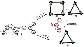 Graphical abstract: A phenanthroline–terpyridine hybrid as a chameleon-type ligand in a reversible metallosupramolecular rearrangement