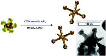 Graphical abstract: Seed-mediated growth of jack-shaped gold nanoparticles from cyclodextrin-coated gold nanospheres