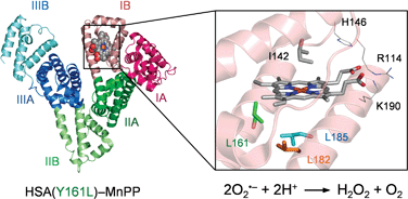 Graphical abstract: Human serum albumin mutants complexed Mn(iii) protoporphyrin IX as superoxide dismutase mimics