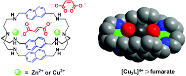 Graphical abstract: Discrimination of cis–trans isomers by dinuclear metal cryptates at physiological pH: selectivity for fumarate vs. maleate
