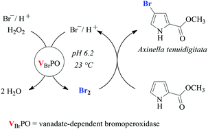 Graphical abstract: Vanadate-dependent bromoperoxidases from Ascophyllum nodosum in the synthesis of brominated phenols and pyrroles