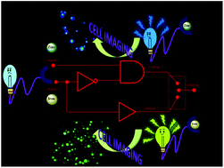 Graphical abstract: An INHIBIT logic gate from a thiophene derivative using iron and zinc ions as the input: tuning the efficiency on moving from naphthalene to anthracene to pyrene for the green luminescent detection of the intracellular iron