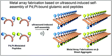Graphical abstract: Metal array fabrication based on ultrasound-induced self-assembly of metalated dipeptides