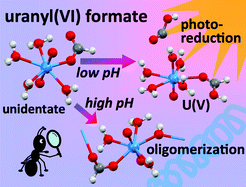 Graphical abstract: Formic acid interaction with the uranyl(vi) ion: structural and photochemical characterization