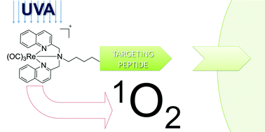 Graphical abstract: Towards cancer cell-specific phototoxic organometallic rhenium(i) complexes