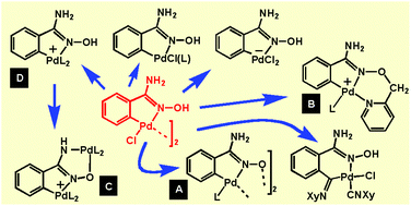 Graphical abstract: Cyclopalladated complexes derived from benzamidoxime