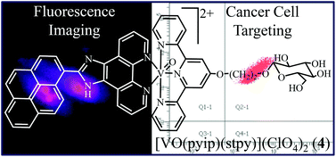 Graphical abstract: Carbohydrate-appended photocytotoxic (imidazophenanthroline)-oxovanadium(iv) complexes for cellular targeting and imaging