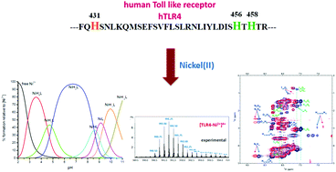 Graphical abstract: Ni(ii) binding to the 429–460 peptide fragment from human Toll like receptor (hTLR4): a crucial role for nickel-induced contact allergy?