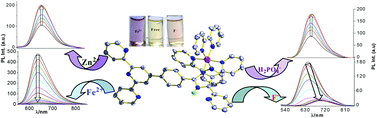 Graphical abstract: Synthesis, structural characterization, and multichannel anion and cation sensing studies of a bifunctional Ru(ii) polypyridyl–imidazole based receptor