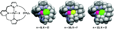 Graphical abstract: Synthesis, structure and dynamics of NHC-based palladium macrocycles