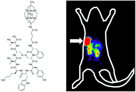 Graphical abstract: PET imaging of tumours with a 64Cu labeled macrobicyclic cage amine ligand tethered to Tyr3-octreotate